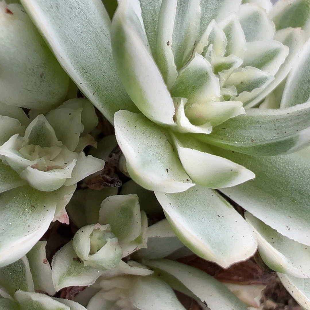 山地玫瑰锦秋夕920号