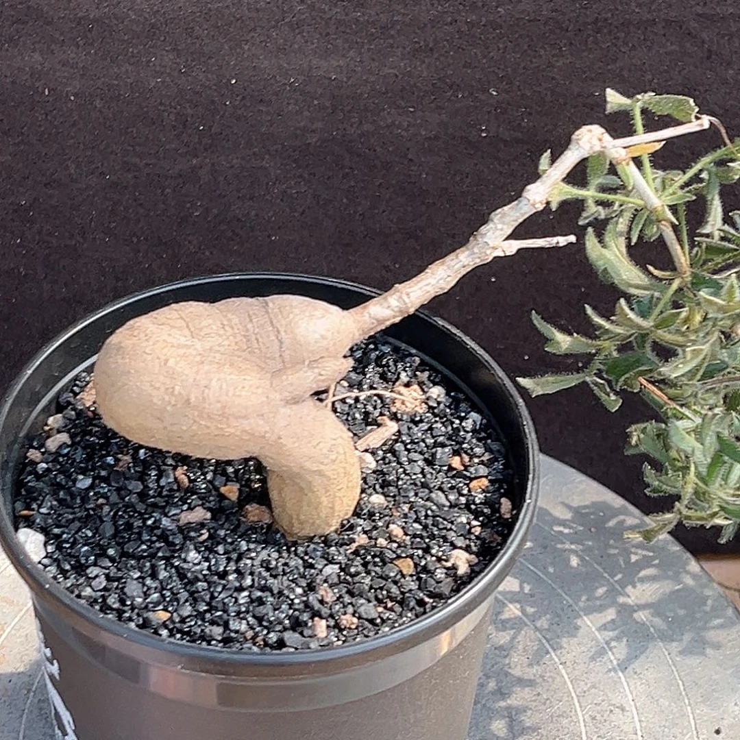 潮流植物蒙氏葡萄翁，盘腿，漏