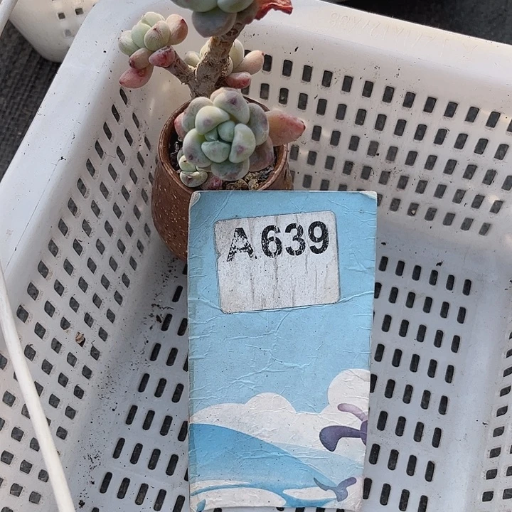 小**语639密密麻麻密密麻麻