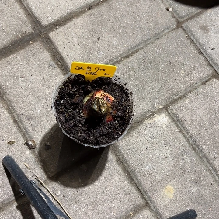 王***花无花朵朱顶红孤宝1700主球5厘米