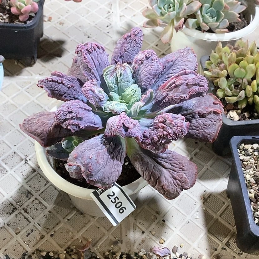【闪购商品】男爵2506