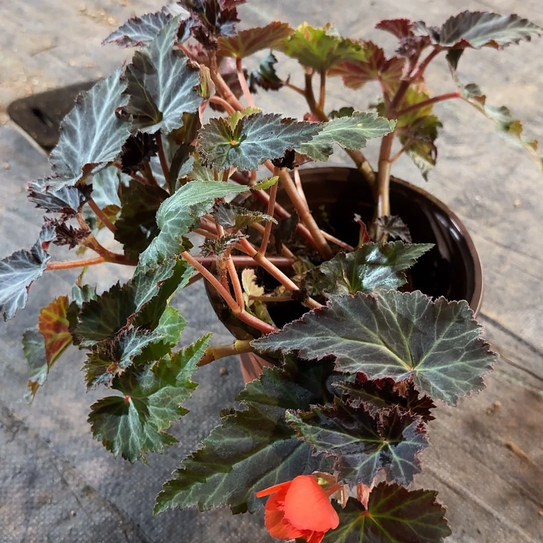 福利180珊瑚红半边颗型