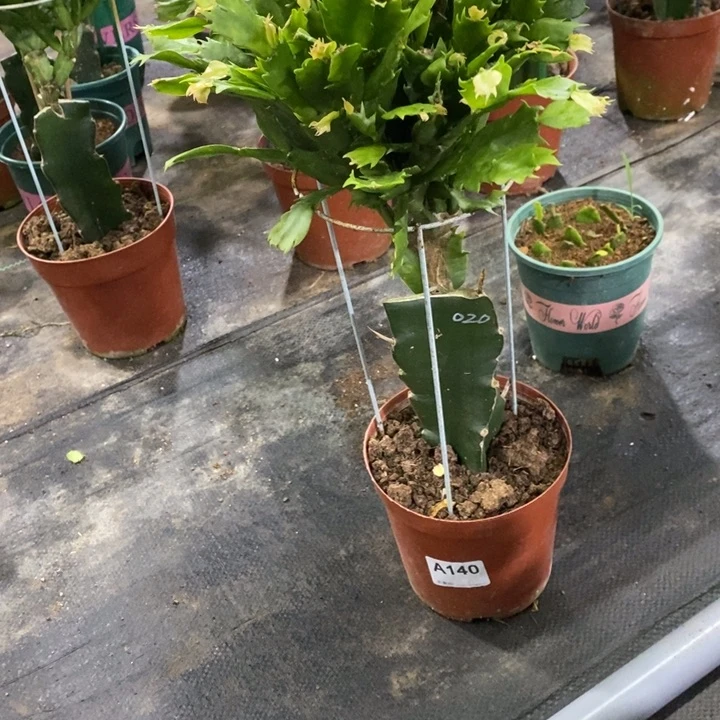 无花朵锦**行140嫁接黄重