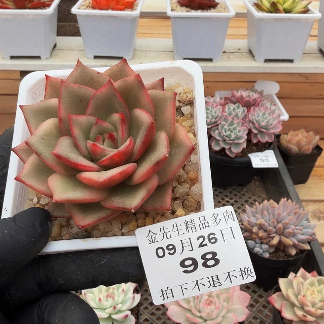 0926-98玫瑰玉锦单头