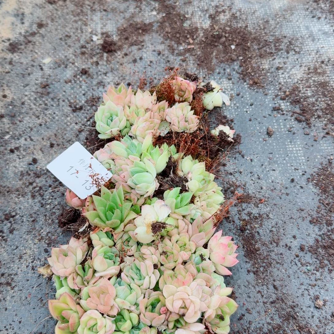 麦秆切糕一份量拍17-13