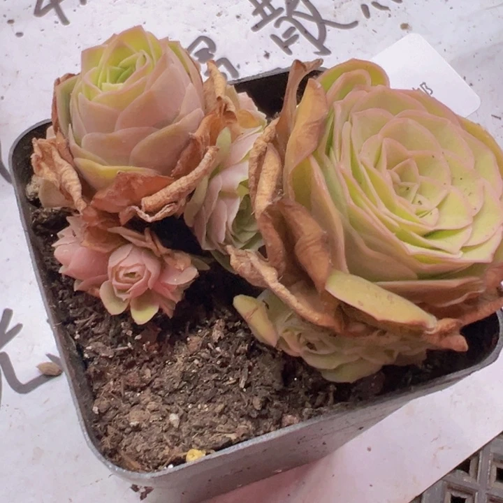 04 裸根不带土发货不包损