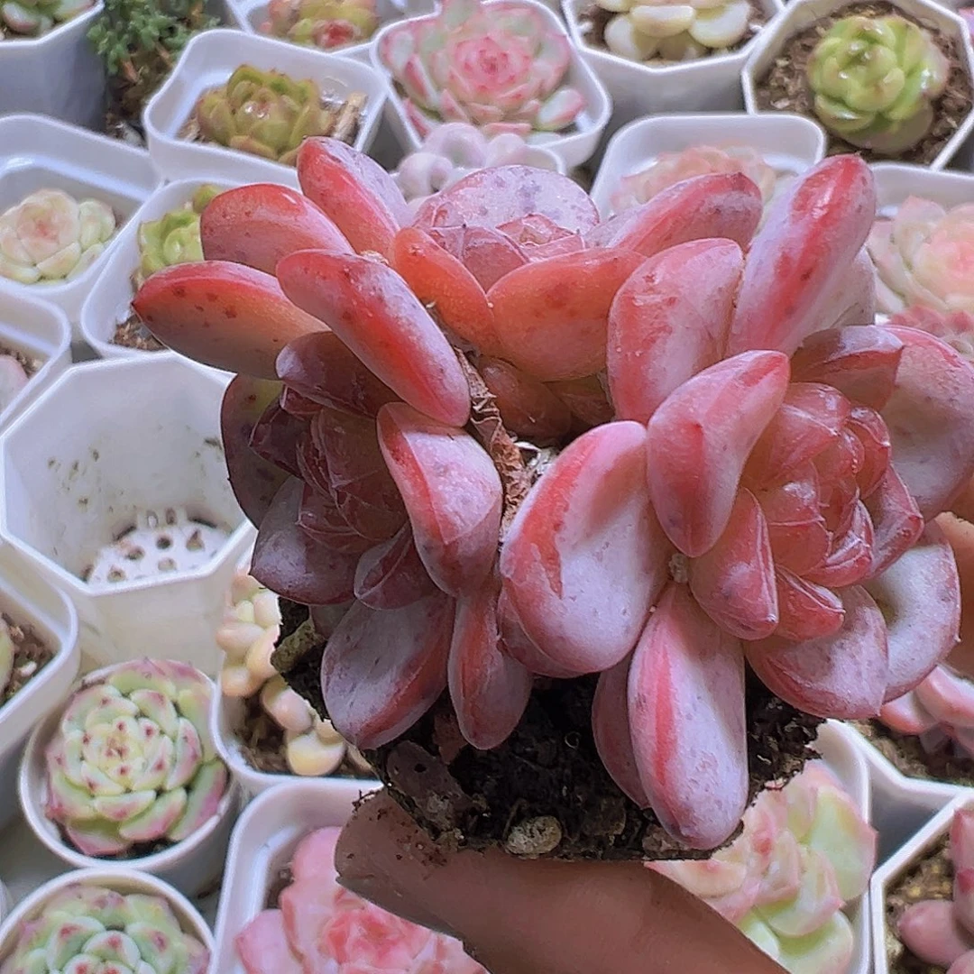 星星珍妮群生19包邮多肉植物