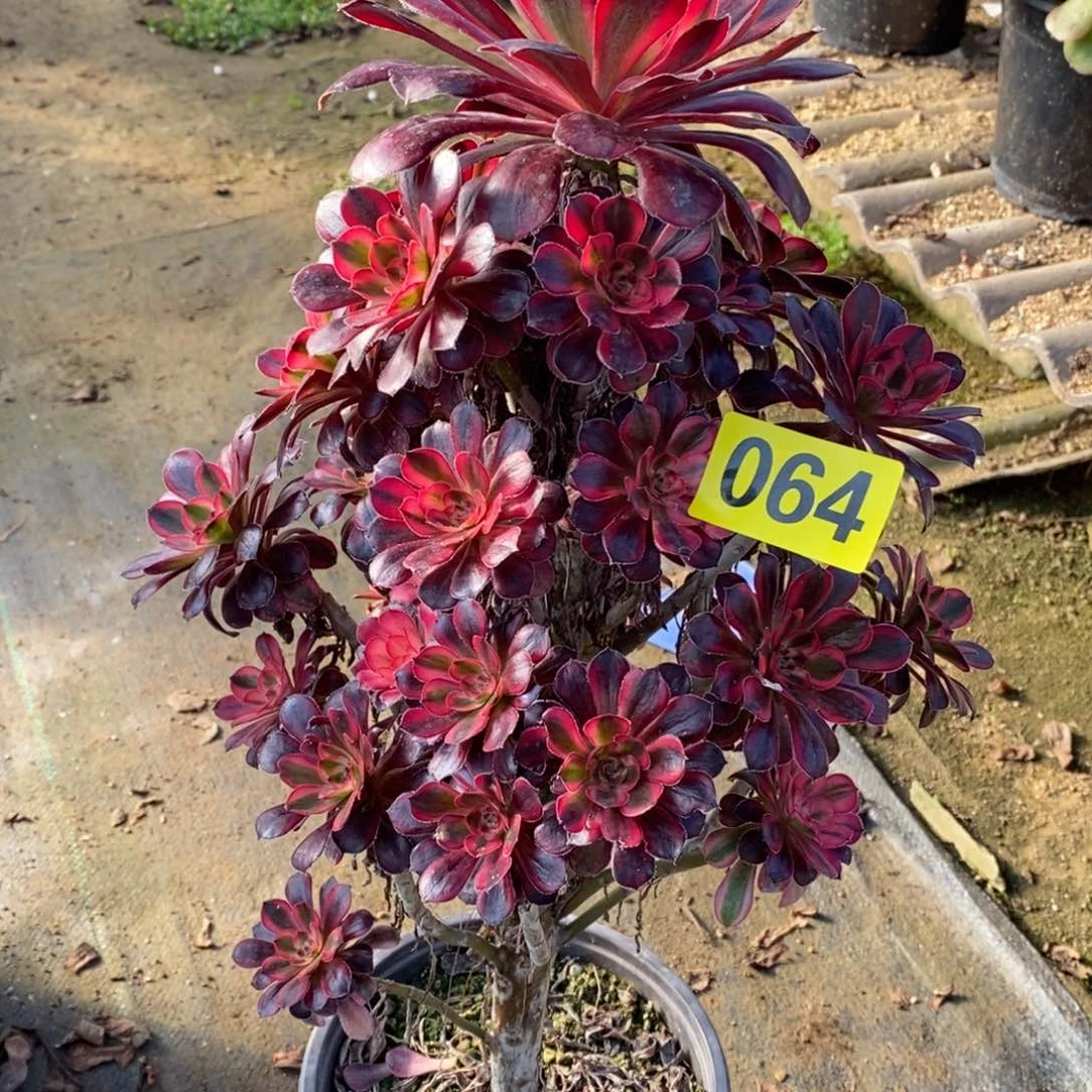 香奈多肉法师064