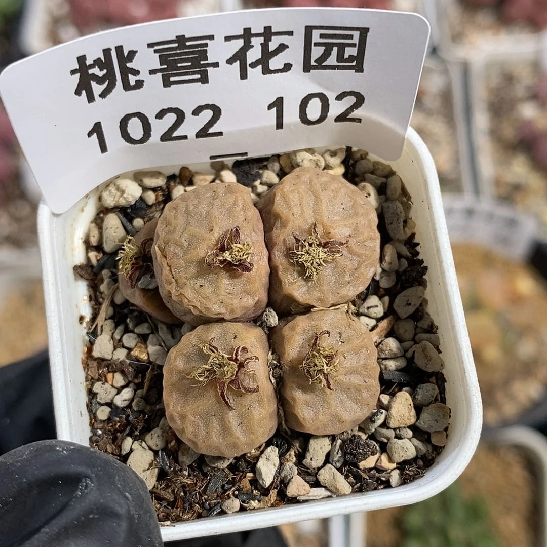 1022-102-下播福利 烧麦。
