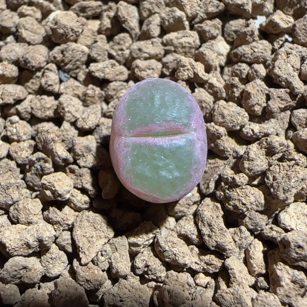 肉锥多肉植物组合-绿焰805