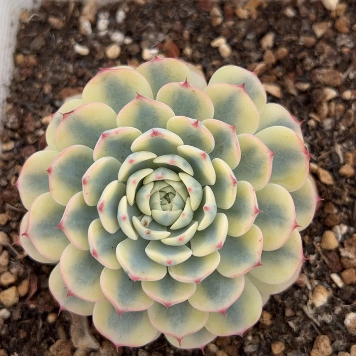 姬莲锦一物一拍锦龙