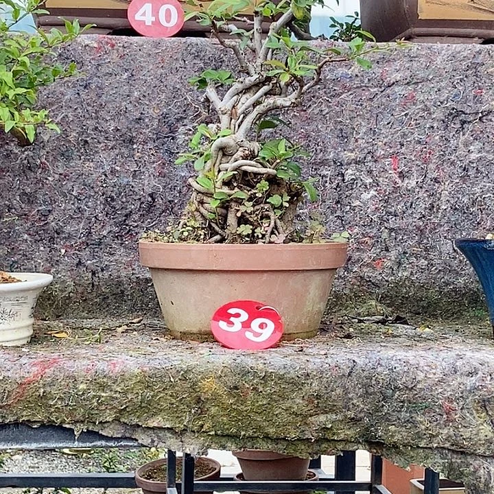完全开放兔**生开花