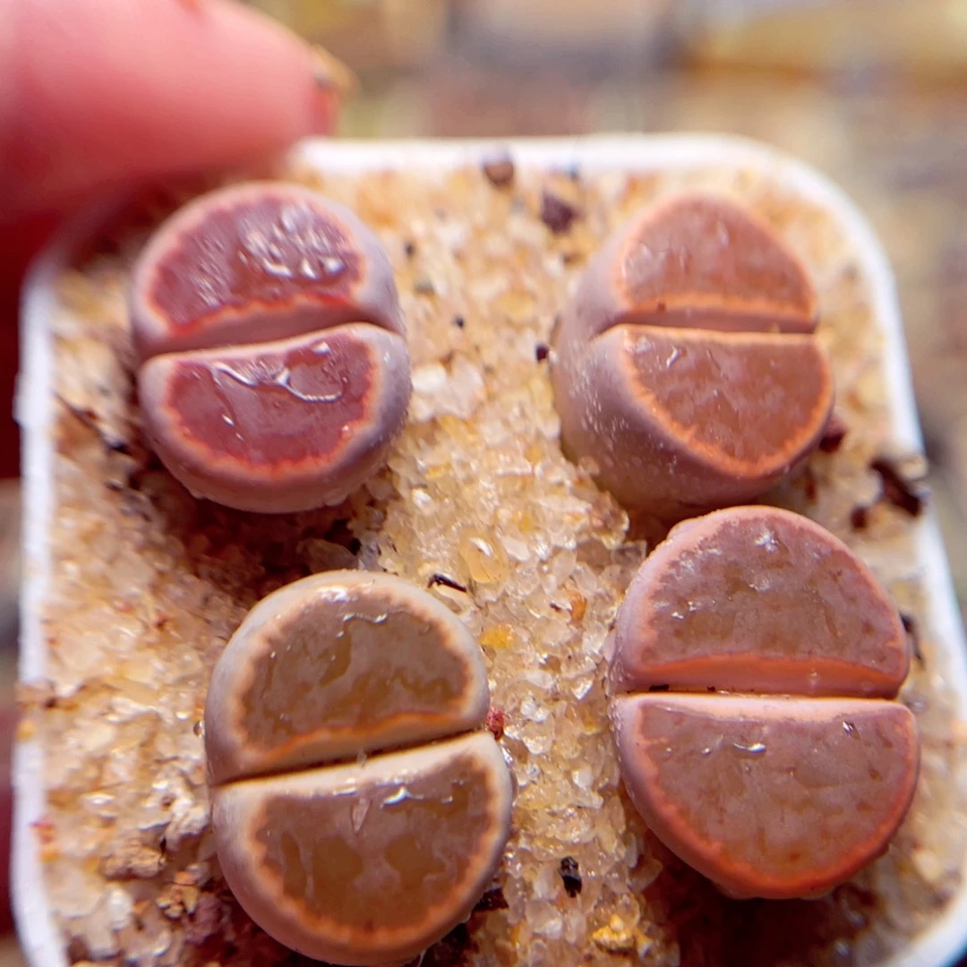 252号带盆盆包邮发货