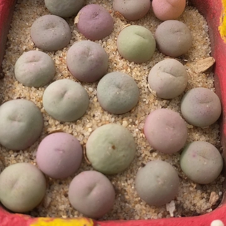 单头小拳拳一组两颗