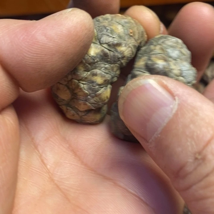 吊坠文玩核桃东北特产47