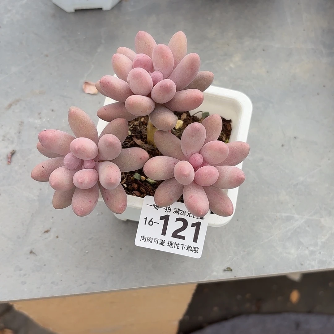 汤圆无盆土发货无