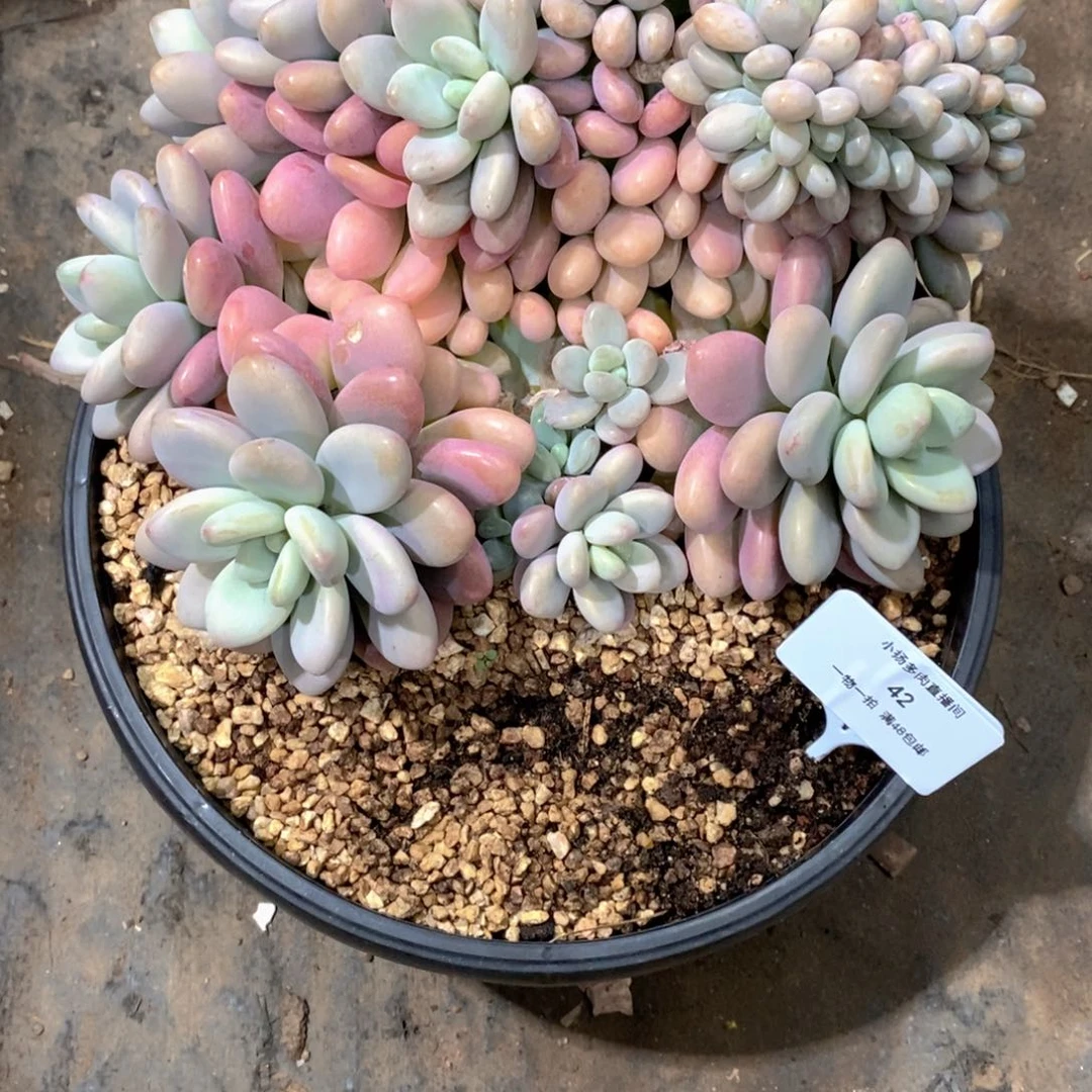 火***鸟涰多肉植物老桩大群