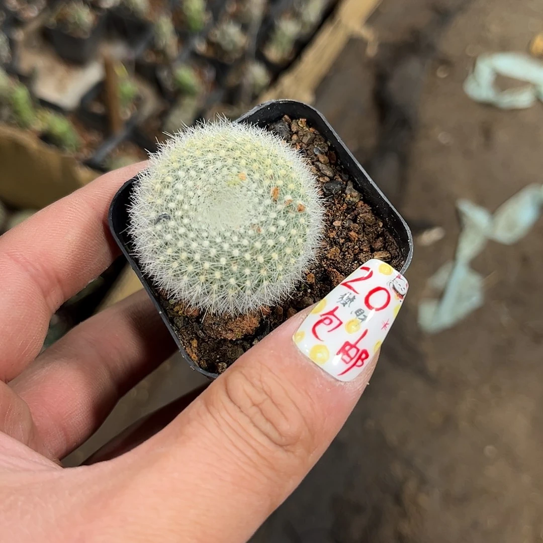 白雪光单头发货有根