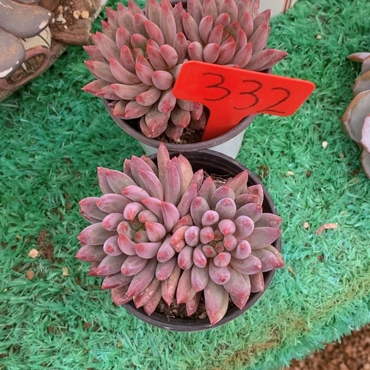 这么多事要等下星期我