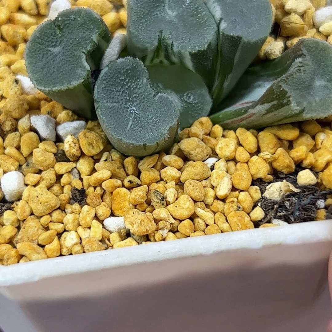 望乡万象锦十二卷多肉