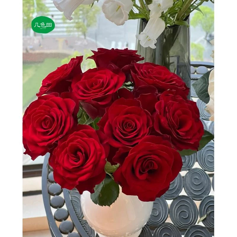 高原红—单头玫瑰云南直发鲜花云南花插花鲜花