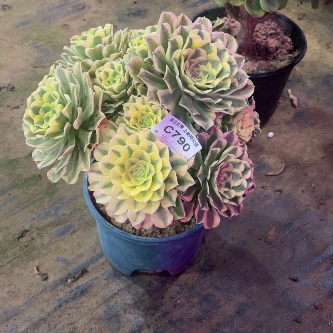 阿***?多肉790绿叶莎法师