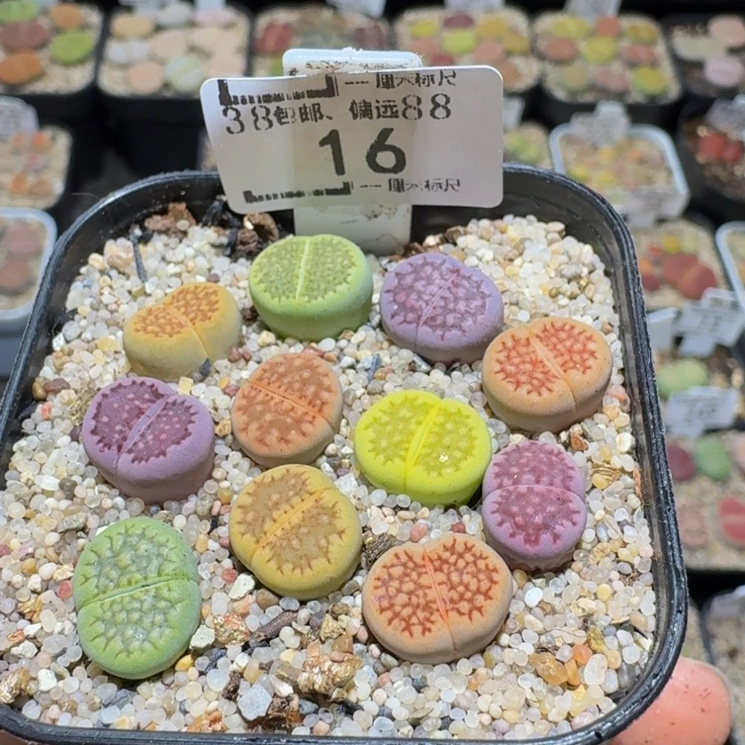 Ssss精品生石花16