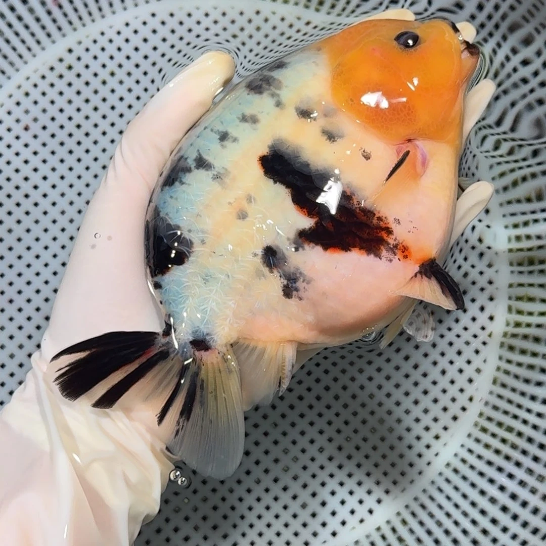 金鱼大种高货兰寿