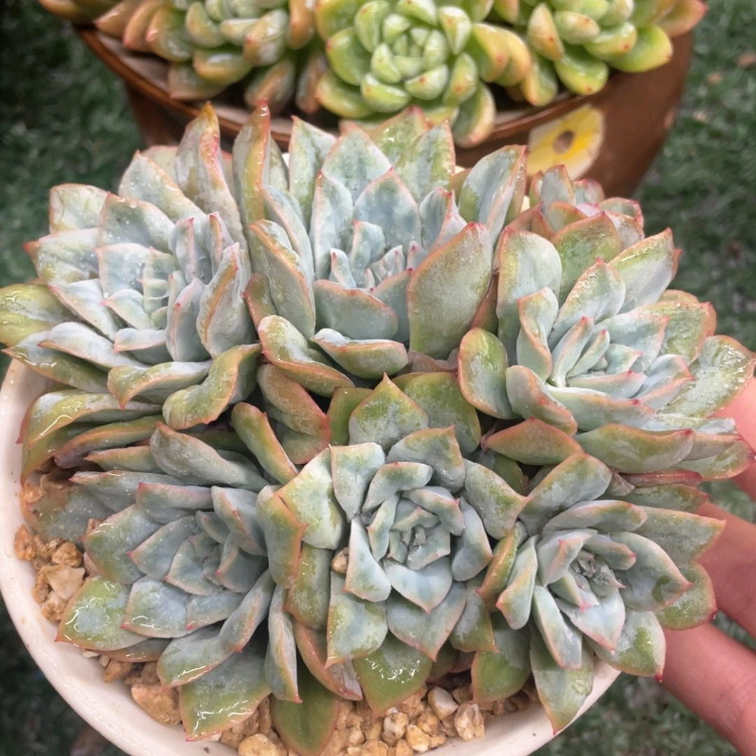 泡泡纱裙一物一拍28包邮非偏远