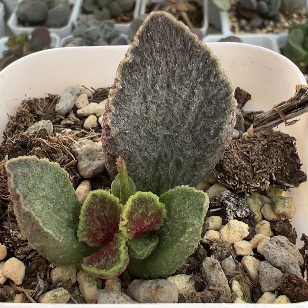 实生新品大苗多肉植物