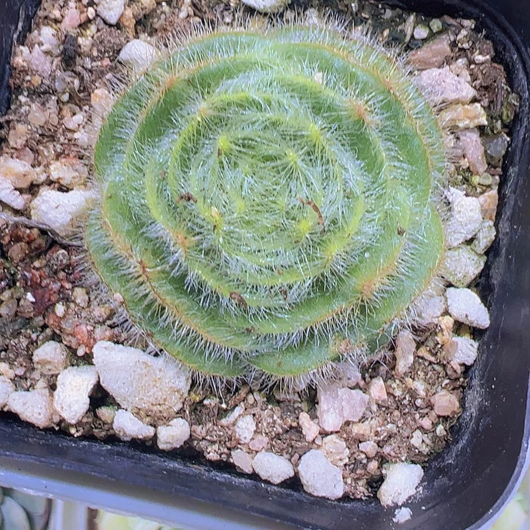 长毛月光19包邮多肉