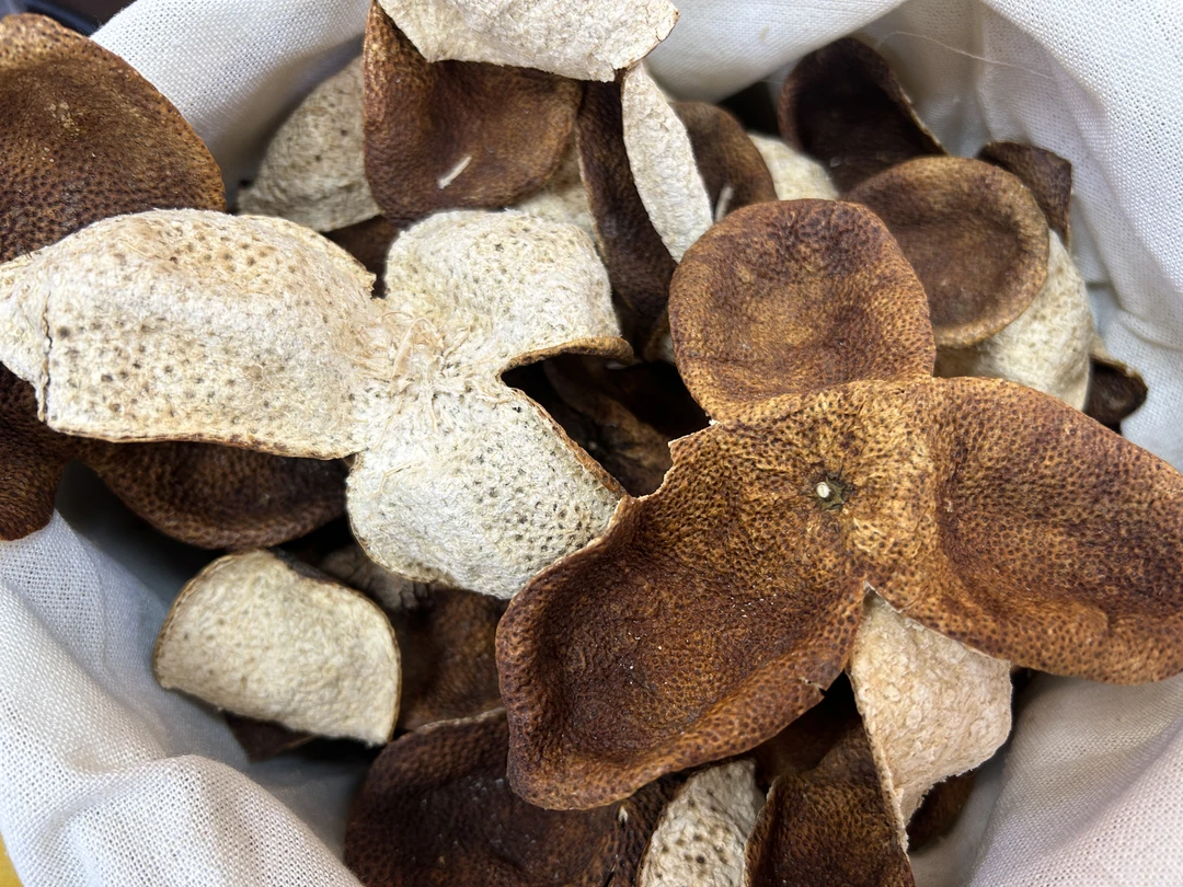 【新会霞姐】2019年梅江大红皮