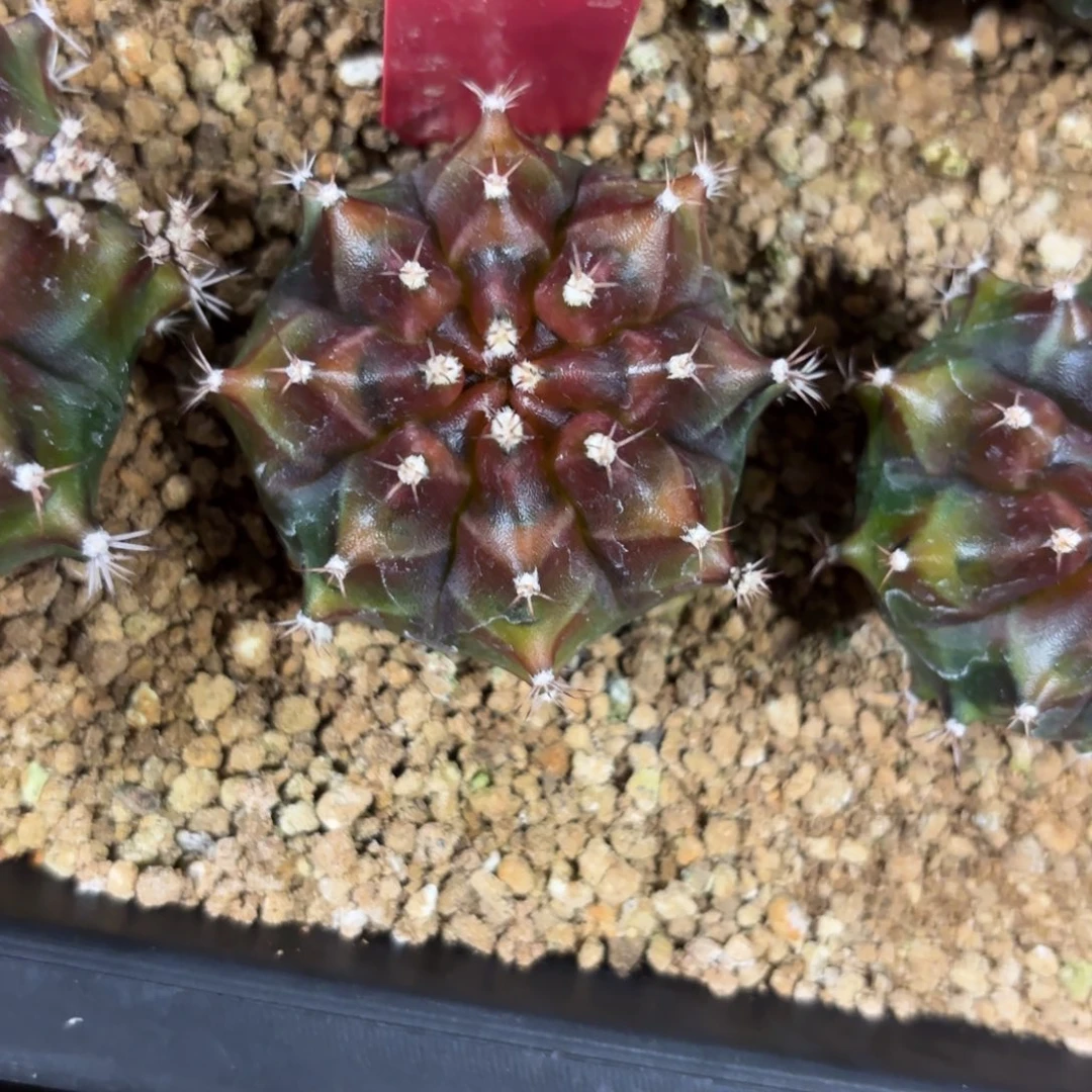 8-0101泰国发货多肉