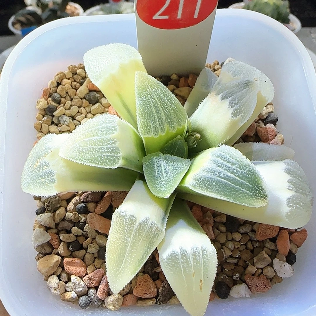 211号糊斑蓝光磨面锦一物一拍带盆