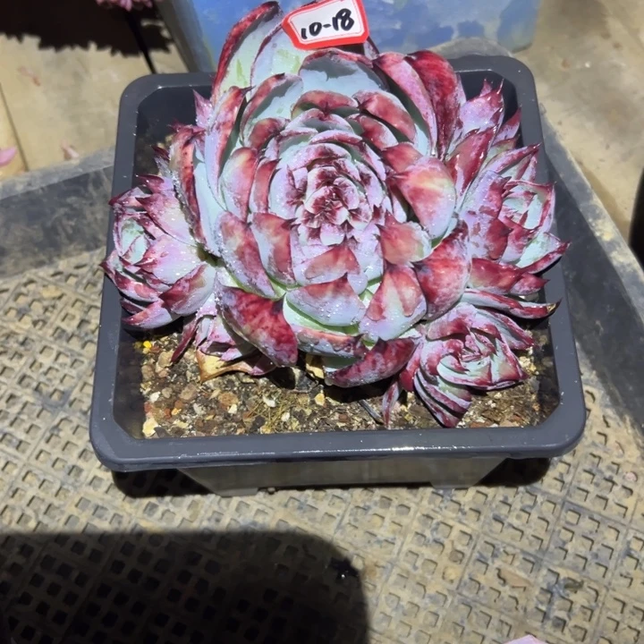 小***包精品多肉植物老桩惊鸿群