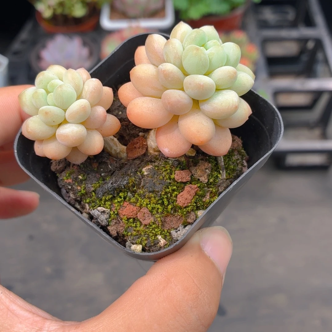 双头达芙妮多肉9.9包邮发货