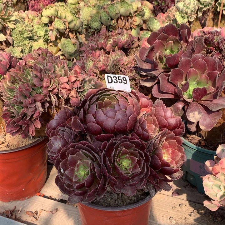 359赤焰莲多肉法师