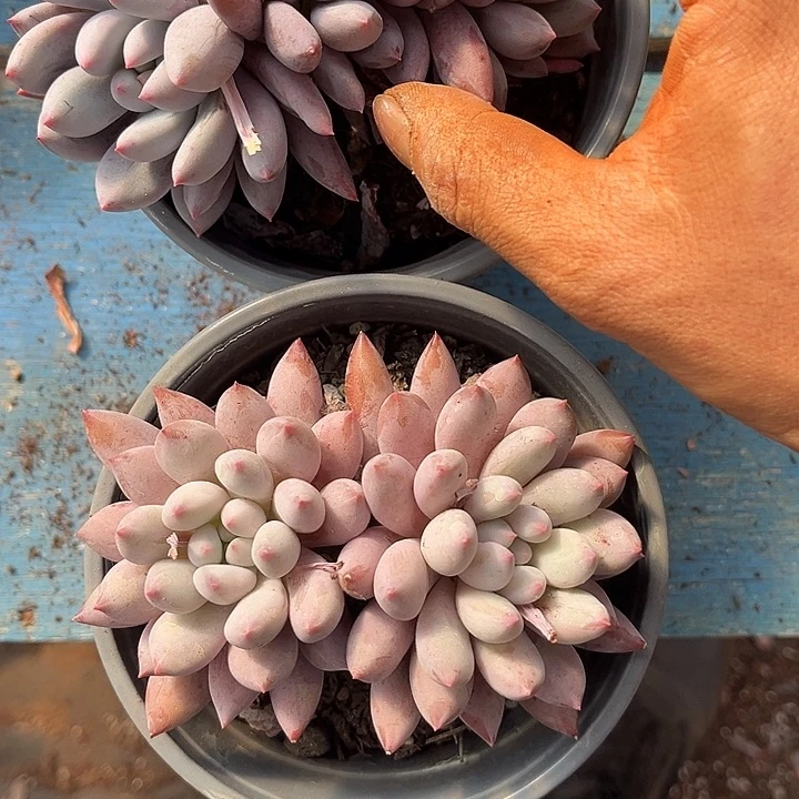 欢***）所罗门2颗20多肉植物精品