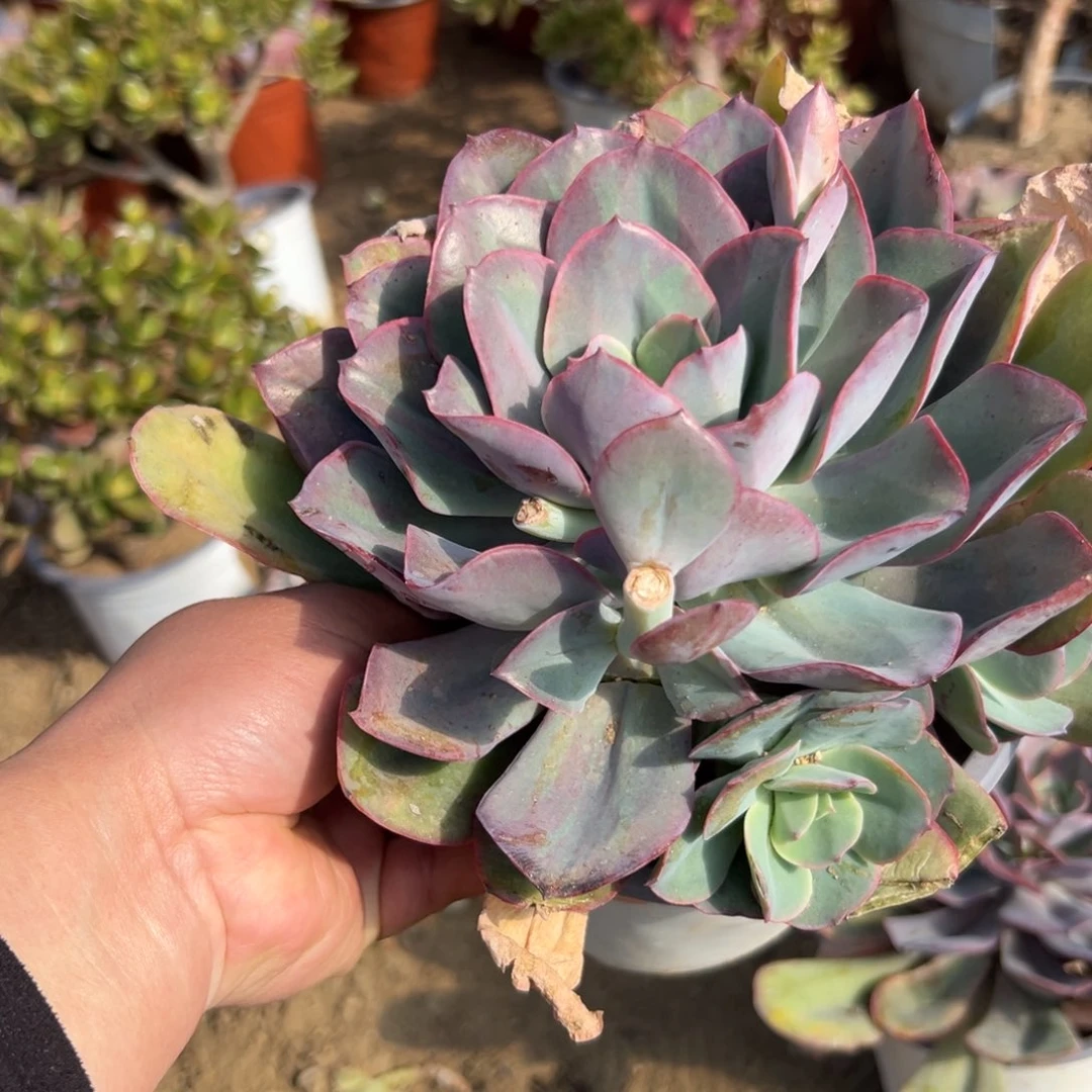 尕*多肉植物多肉植物