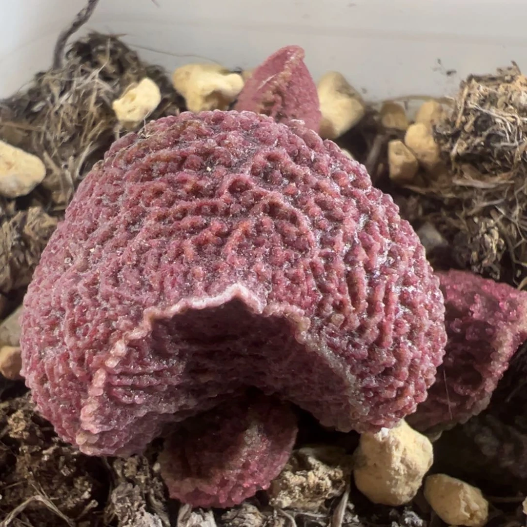 实生新品大苗多肉植物