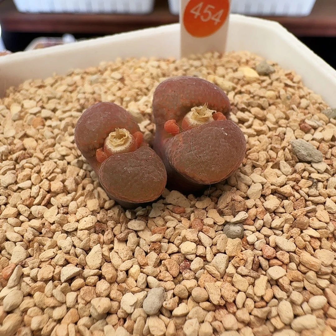 多肉植物福利肉锥二姐自留454