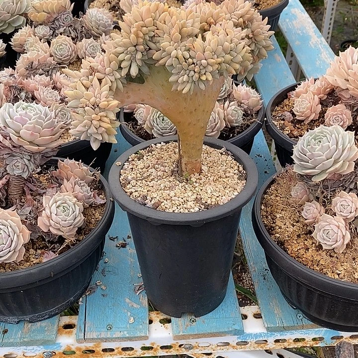 淡雪缀化一颗包邮