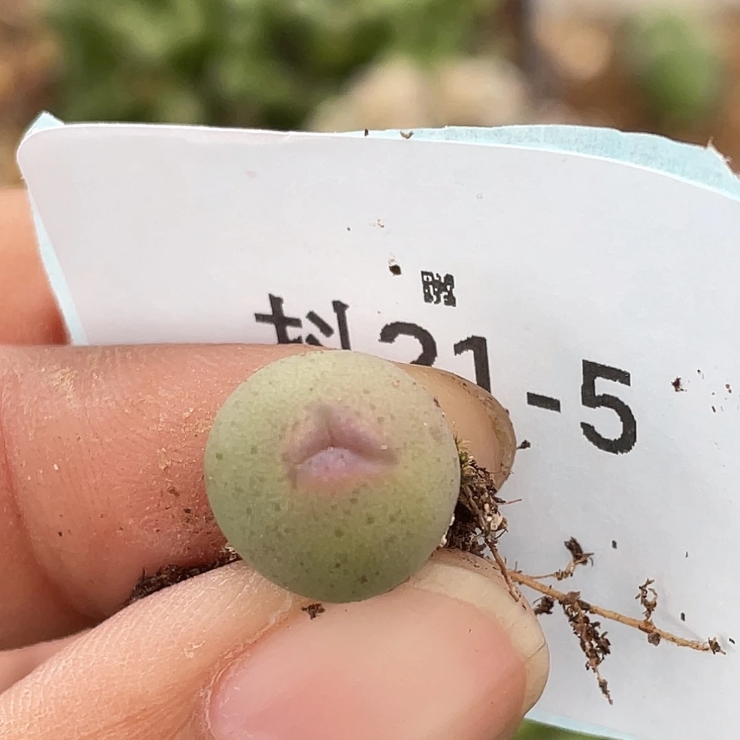 21-5大g奔多肉植物