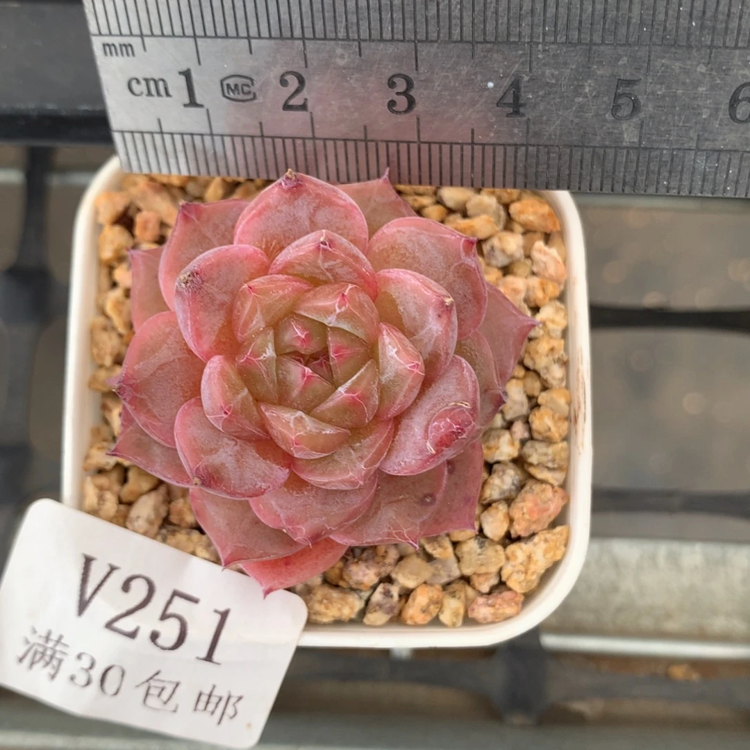 251。糖心冰魄。黄粉心。