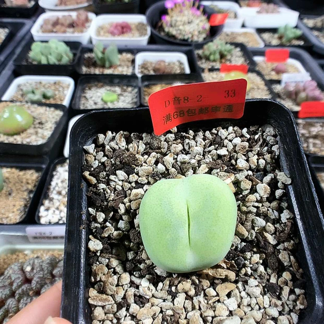 【闪购商品】8-2-33 翠光一颗特 20