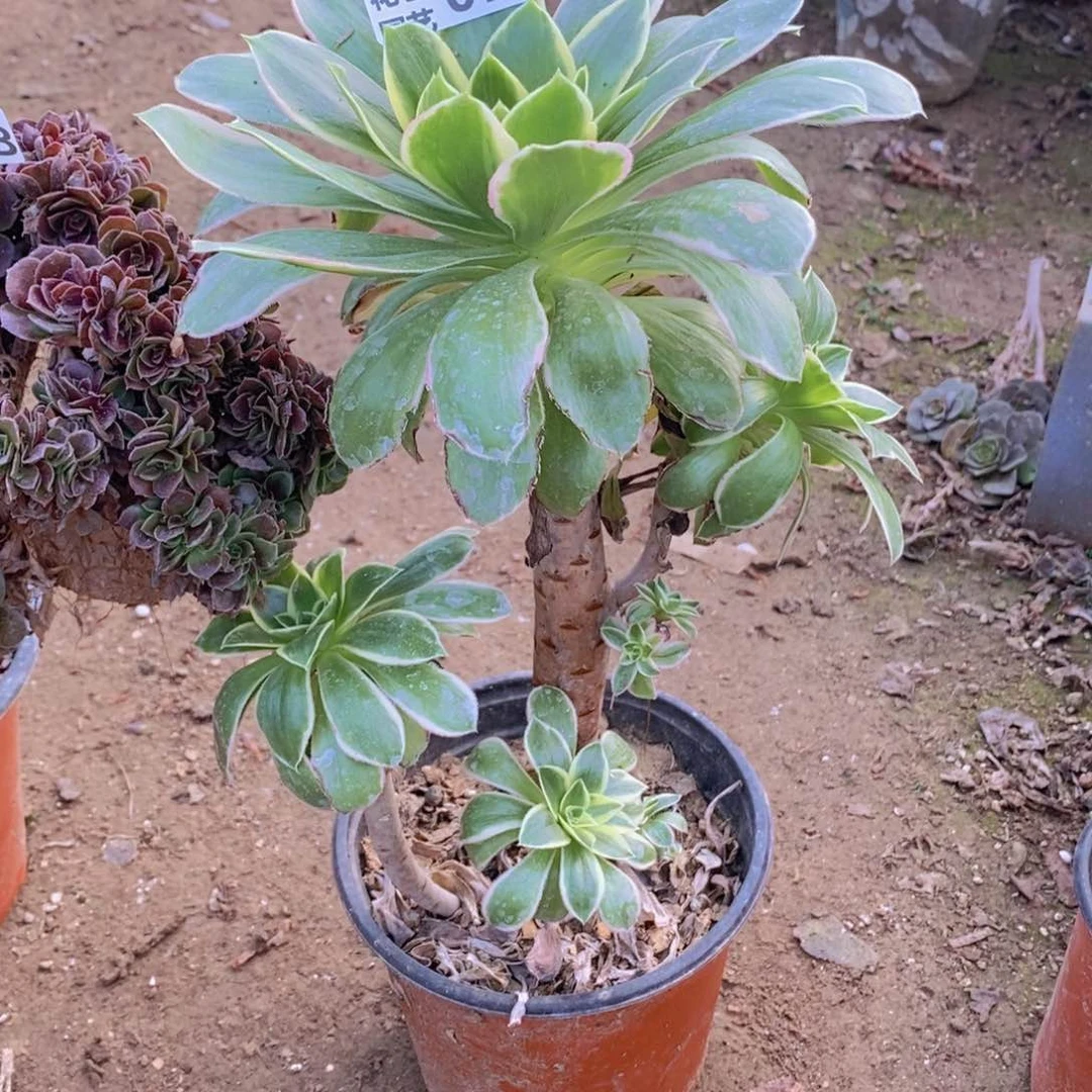 749 号一物一拍多肉植物