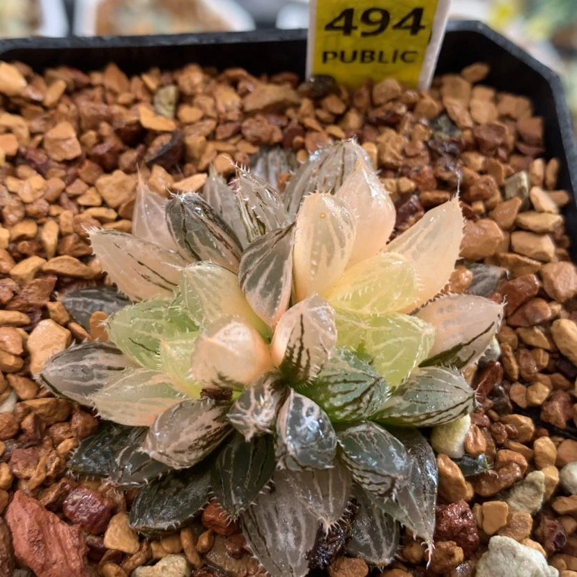 【闪购商品】494楼兰