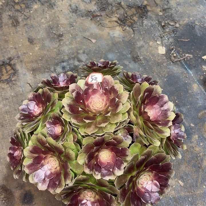 黑魔万53多肉植物法师