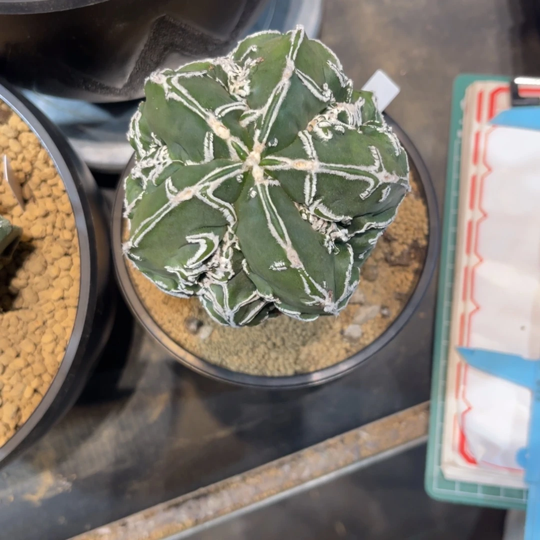 光***爷哈哈哈哈哈哈哈哈哈哈哈哈哈哈哈哈