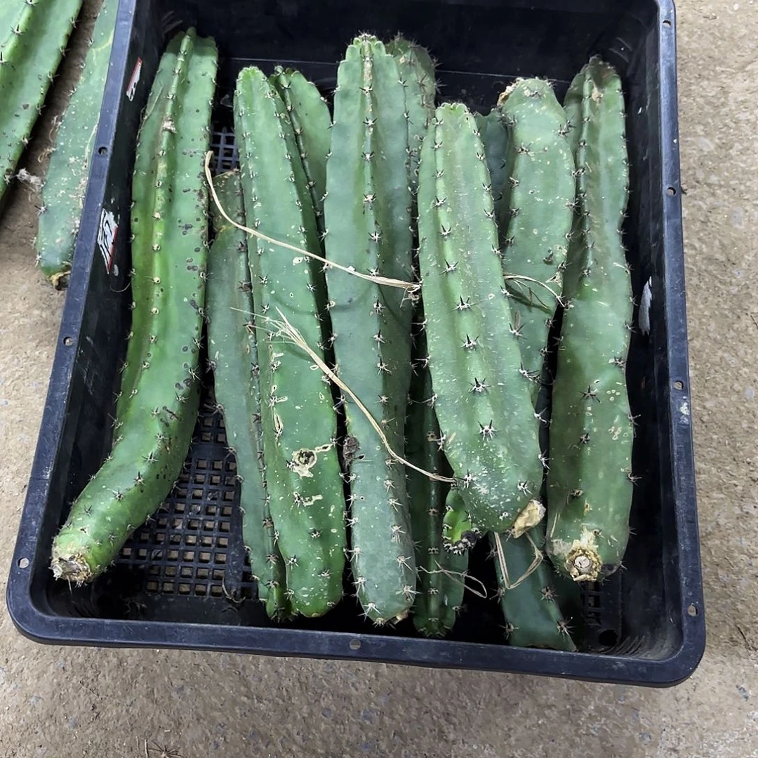 瑕疵10颗袖普侧牙20包邮